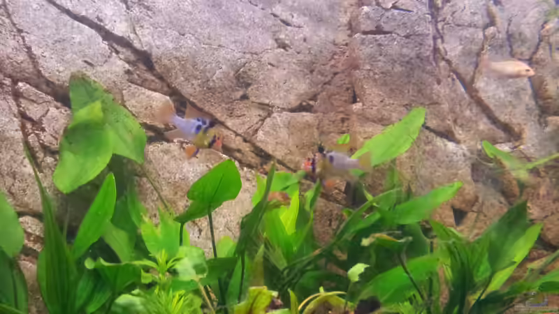 The show must go on !!! von Gokel79 (4)