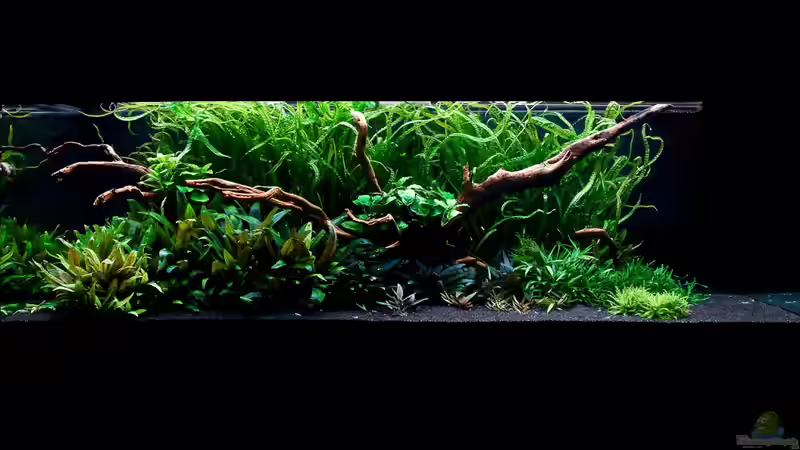 The spirit of nature - 01. 08. 2010 von -Der Österreicher- (5)