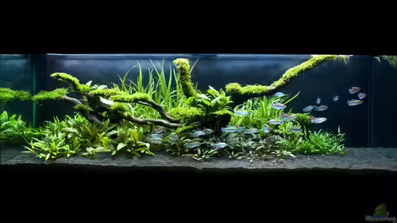 The spirit of nature - 19. 02. 2010 von -Der Österreicher- (3)