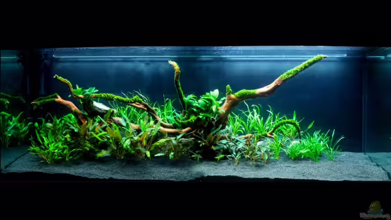 The spirit of nature - day one 14. 12. 2009 von -Der Österreicher- (2)