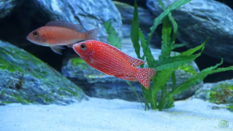 The Star - Aulonocara spec.FireFish mit seiner Liebsten von Klaus Fischer (11)