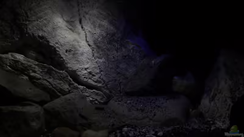 The Tanganyika Junior High im September 2013 von The Pictus catfish (2)