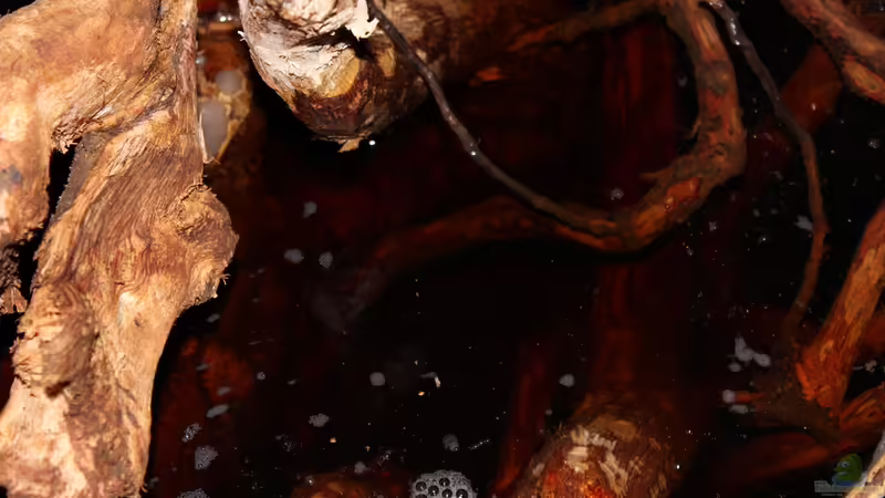 The wood shows lots of tannins, the image after 12 hours of immersion von lomarraco (70)