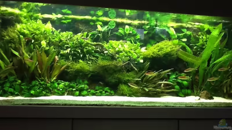 Theiling 576 von Elanco72 (1)