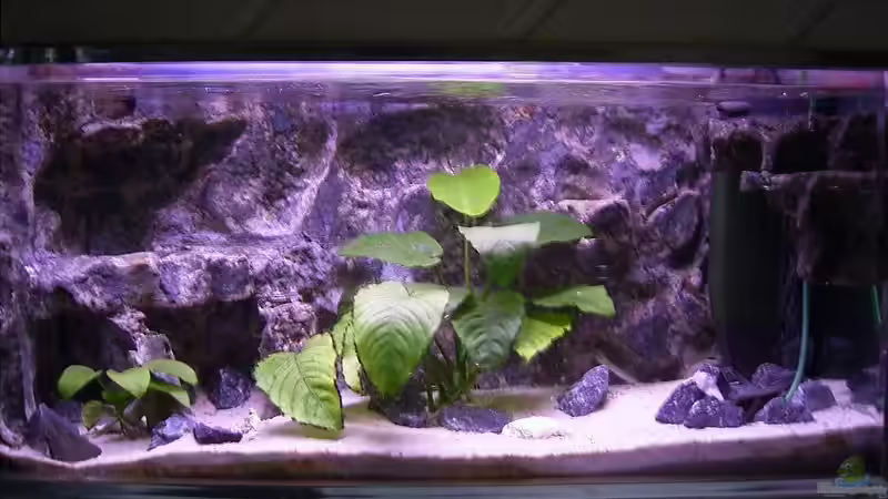 Einrichtungsbeispiele für Aquarien mit 3D-Rückwand