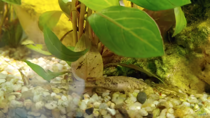 Thelma von Juno (27)