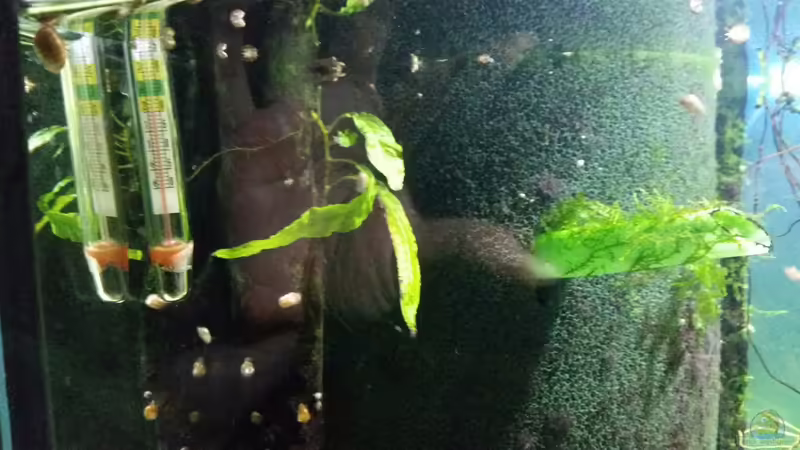 Thermometer und Hamburger Mattenfilter von Gigi (22)