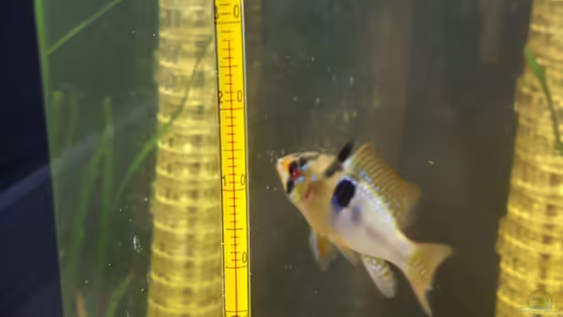 Thermometer von Johannes L. (42)