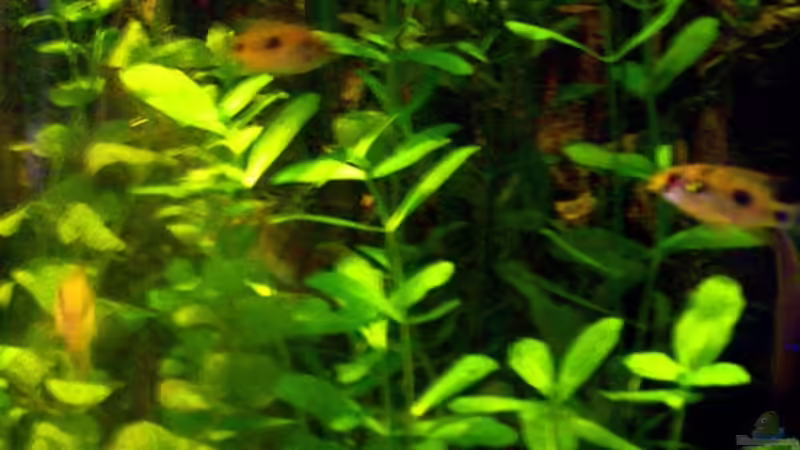 Thomasi buntbarsche von Elena Haller (12)