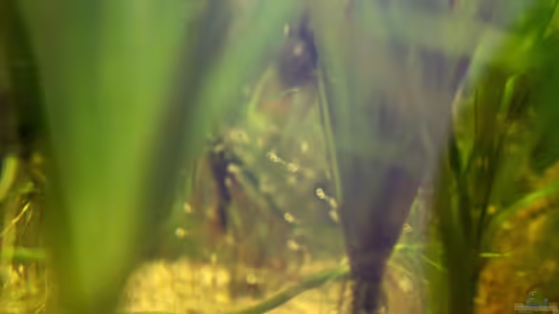 Thomasi-Nachwuchs am 07.11.2015 von LaFrieda (30)