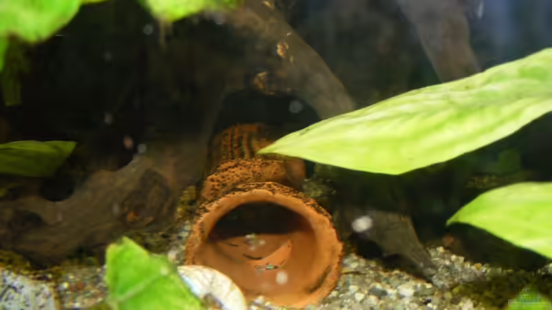 Thonröhre unter Wurzel von Stefan Horvath (6)