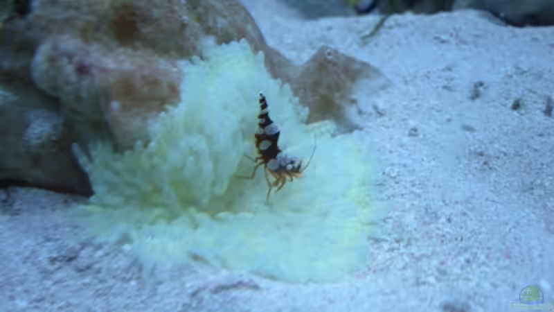 Thor in einer Heteraxtis Aurora von Kadijah (6)