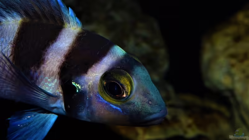 ´Thorben´ von Cichliden-Kabuff (34)