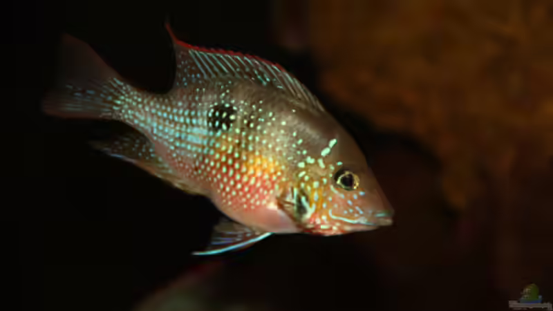 Thorichthys maculipinnis - Elliots Buntbarsch  von Tim E. (12)