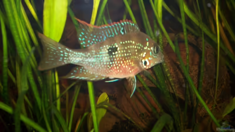 Einrichtungsbeispiele für die Haltung von Thorichthys maculipinnis (Elliots Buntbarsch) im Aquarium