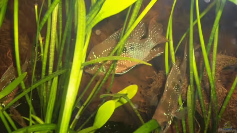 Thorichthys maculipinnis (ellioti) von Anja Hermes (10)