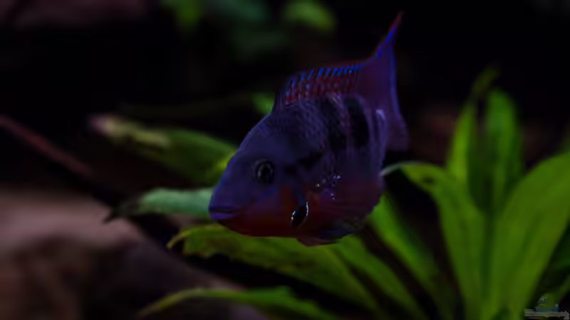 Thorichthys meeki - Feuermaulbuntbarsch von GoreSlayer (63)