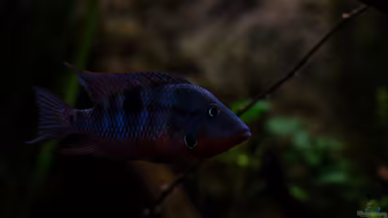 Thorichthys meeki - Feuermaulbuntbarsch von GoreSlayer (64)