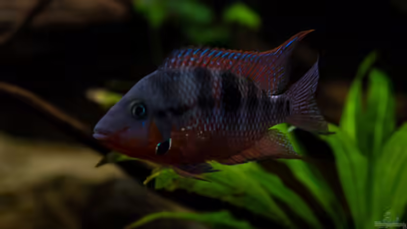 Thorichthys meeki - Feuermaulbuntbarsch von GoreSlayer (68)