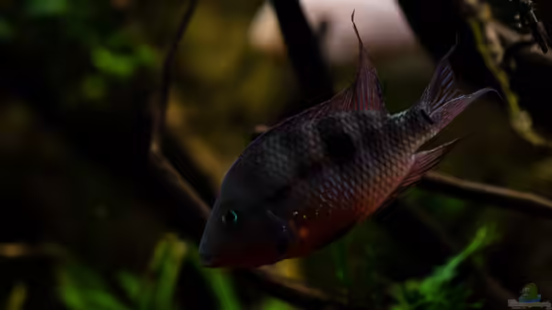 Thorichthys meeki - Feuermaulbuntbarsch von GoreSlayer (70)