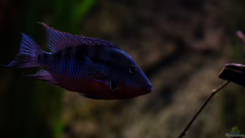 Thorichthys meeki - Feuermaulbuntbarsch (Einrichtungsbeispiele mit Feuermaulbuntbarschen)