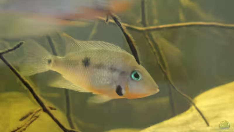 Thorichthys Meeki 25.10.14 von Laura (63)