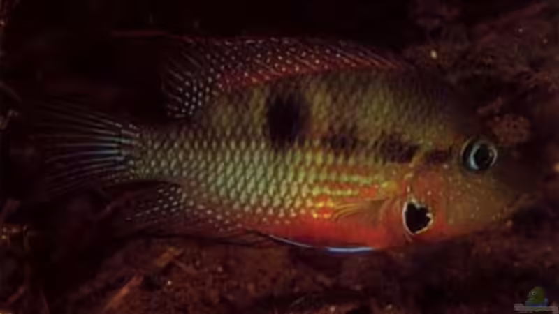 Thorichthys Meeki aus dem Pichucalco river, Tabasco, México von Laura (32)