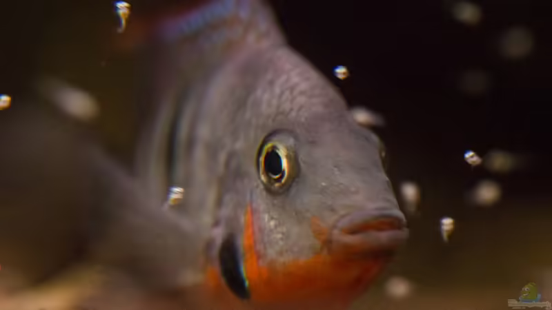 Thorichthys meeki mit Nachwuchs von GoreSlayer (77)