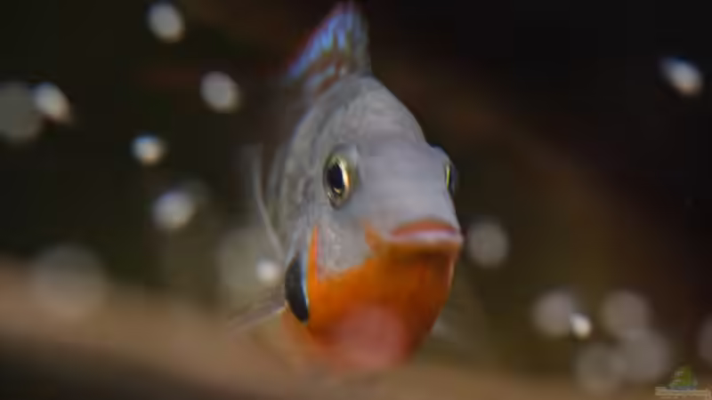 Thorichthys meeki mit Nachwuchs von GoreSlayer (80)