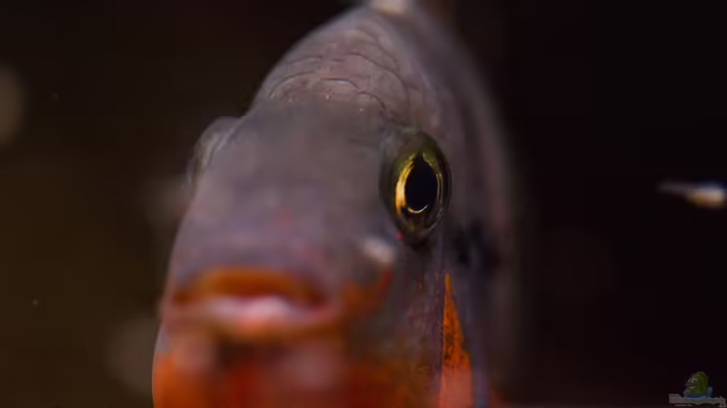 Thorichthys meeki mit Nachwuchs von GoreSlayer (85)