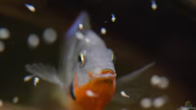 Thorichthys meeki - Feuermaulbuntbarsch (Einrichtungsbeispiele mit Feuermaulbuntbarschen)