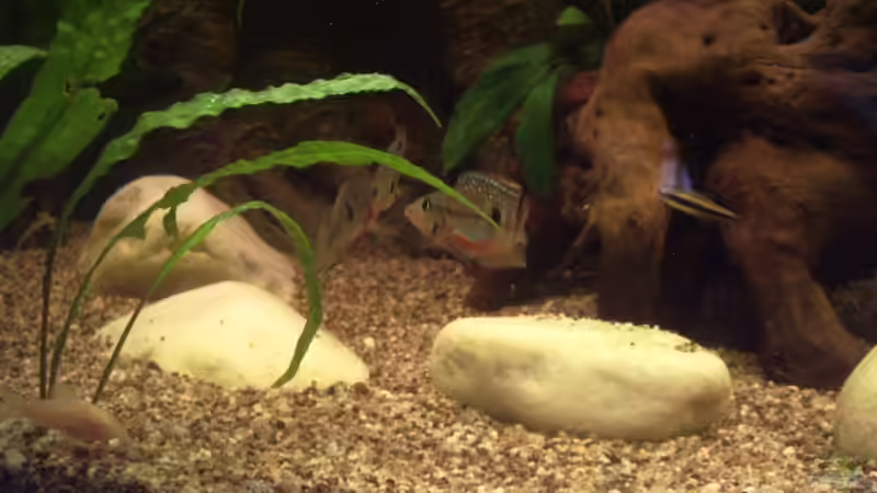 Thorichthys meeki von Michael Bamberger (11)