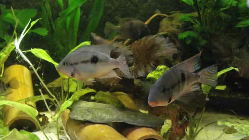 Thorichthys meeki - Feuermaulbuntbarsch (Einrichtungsbeispiele mit Feuermaulbuntbarschen)