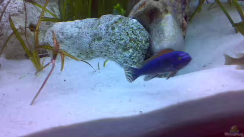 Thumbi West von Sylvia Hoffmann (10)