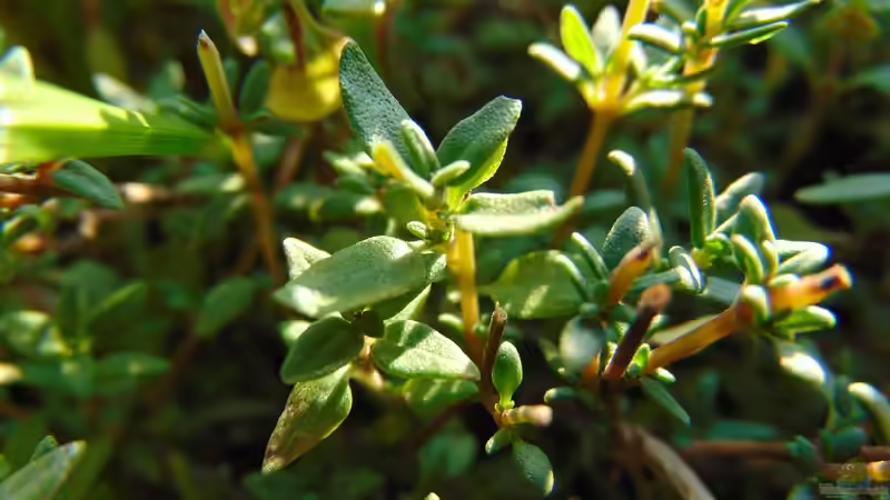 Thymian bei Husten - Wirkung, Hintergründe und bewährte Anwendungen der Heilpflanze