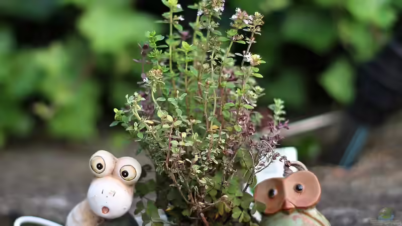 Thymian bei Husten - Wirkung, Hintergründe und bewährte Anwendungen der Heilpflanze