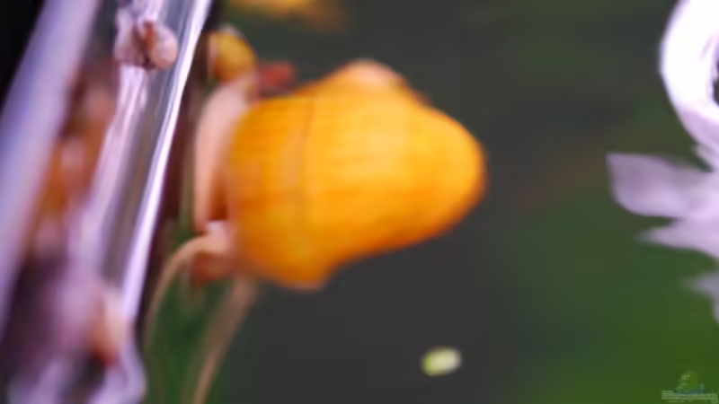 tief einatmen von Chili (28)