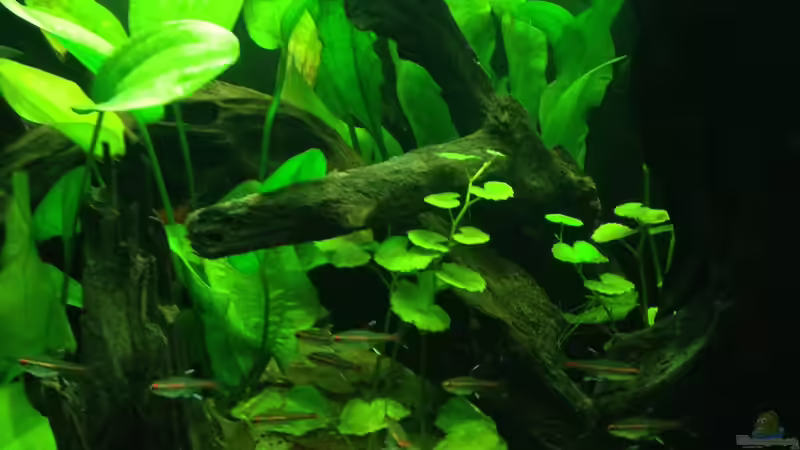 Tiefenwirkung & Glühlichtsalmler  von Yell0W (7)