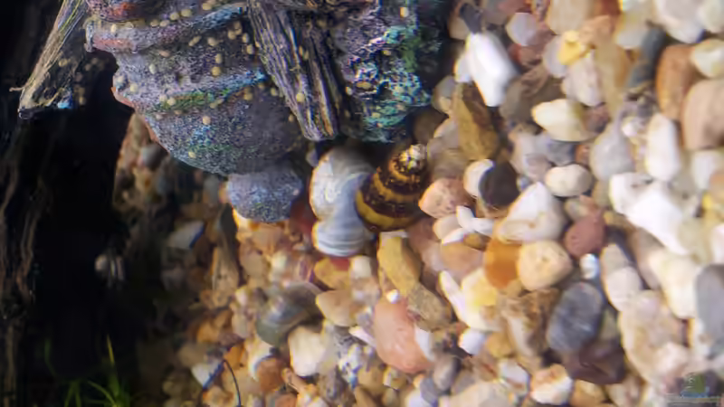 Tiegerschnecke auf dem Weg zum Posthorn von Snawatz (23)