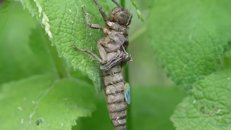 Tiere als Bioindikatoren für Garten und Teich