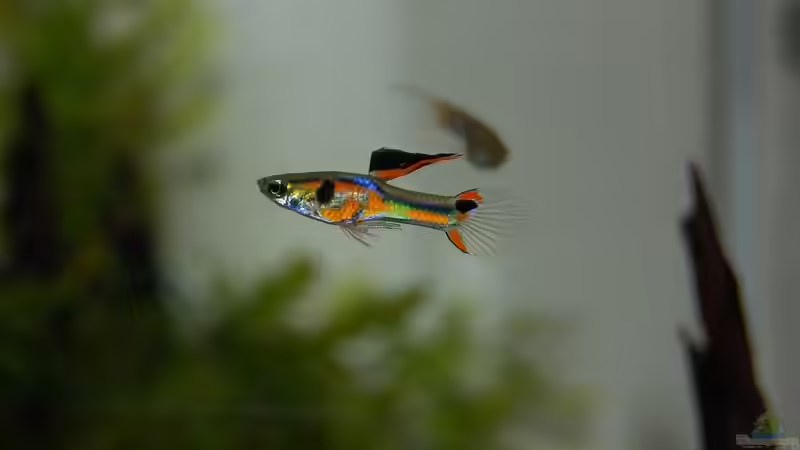 Tiere als Ware und billiger Zeitvertreib - Sind Zierfische nach Corona ein Wegwerfartikel?