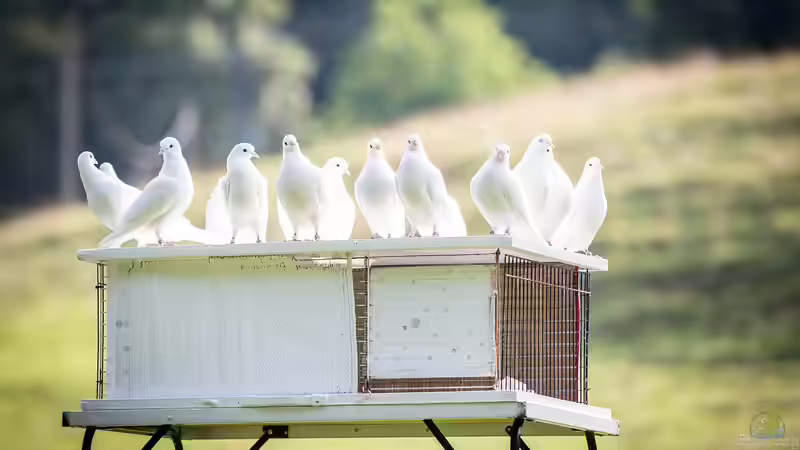Tiere im Gartenhaus halten - Möglichkeiten, Tipps und rechtliche Grundlagen für ein harmonisches Zusammenleben im Garten