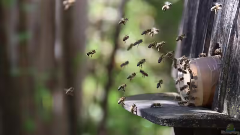 Tiere im Gartenhaus halten - Möglichkeiten, Tipps und rechtliche Grundlagen für ein harmonisches Zusammenleben im Garten