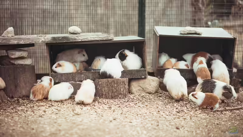 Tiere im Gartenhaus halten - Möglichkeiten, Tipps und rechtliche Grundlagen für ein harmonisches Zusammenleben im Garten