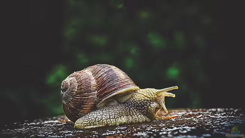 Tiere in der Schule von Cichliden-Kabuff