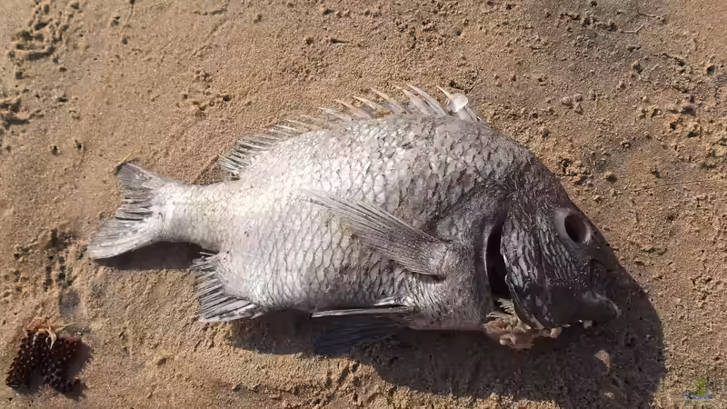 Tierkadaver im Teich: Warum sie das Wasser belasten und schnell entfernt werden sollten