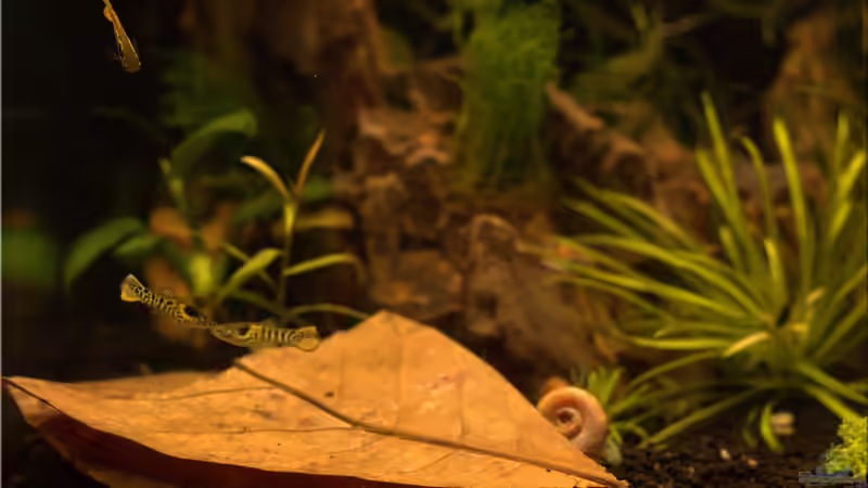 Tiger-Endler von hotwheelz (26)