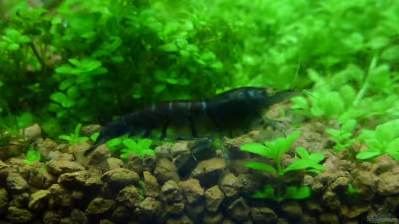 Tiger Garnele Deep Blue OE von Arami Gurami (9)