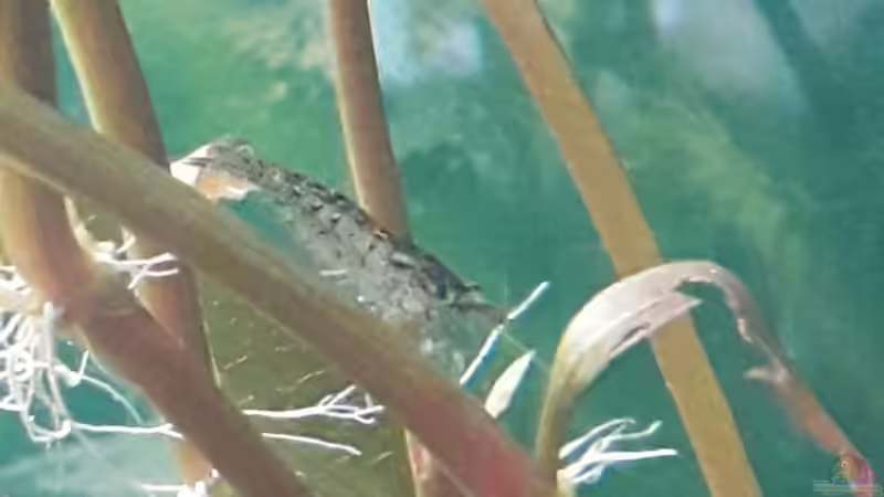 Tiger-Garnele von Kaddi (24)