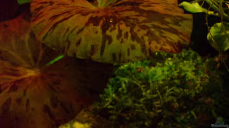 Tiger Lotus von Becke (4)